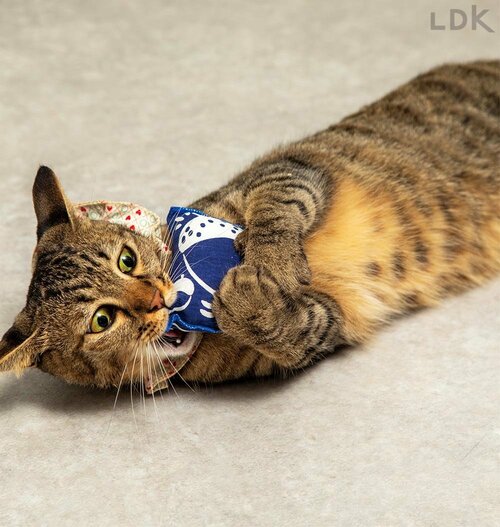 ネコが抱えたり転がしたりしやすい 猫用おもちゃおすすめ イメージ