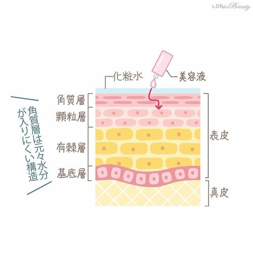 角質層は元々水分が入りにくい構造 保湿美容液おすすめ イメージ