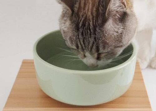 洗いやすくネコからも人気「ヘルスウォーター 水飲み用ボウル」 イメージ2