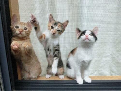 テストでわかった！ 最強のネコ用品 イメージ