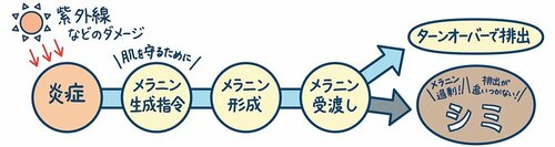 シミができる仕組みのイメージ 美白化粧水おすすめ イメージ