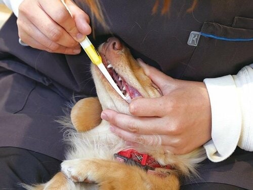 歯はもちろん奥歯もみがきやすい 犬用歯ブラシおすすめ イメージ2
