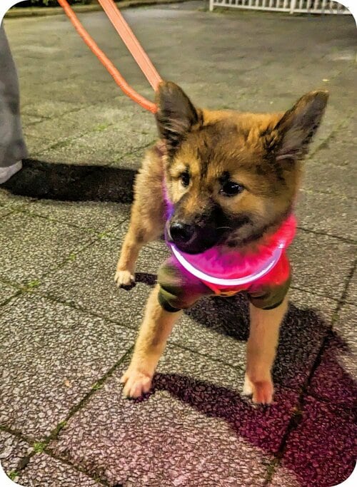 犬のお散歩用ライトのおすすめ まとめ 犬のお散歩用ライトおすすめ イメージ