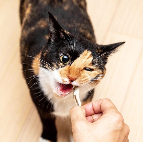 ▼テスト結果 猫用歯磨きおやつおすすめ イメージ