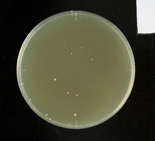 【A評価】マイルドでも除菌力は しっかり! チャーミーマイルド イメージ