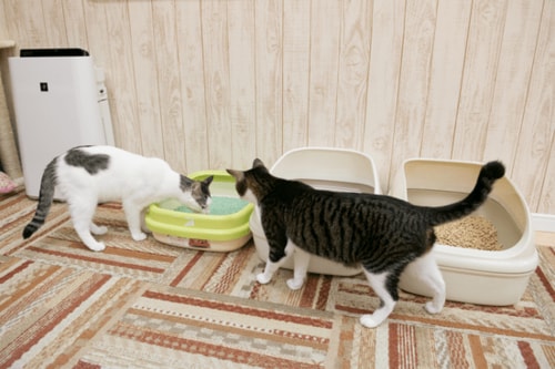 26匹のネコと一緒にガチチェック!
