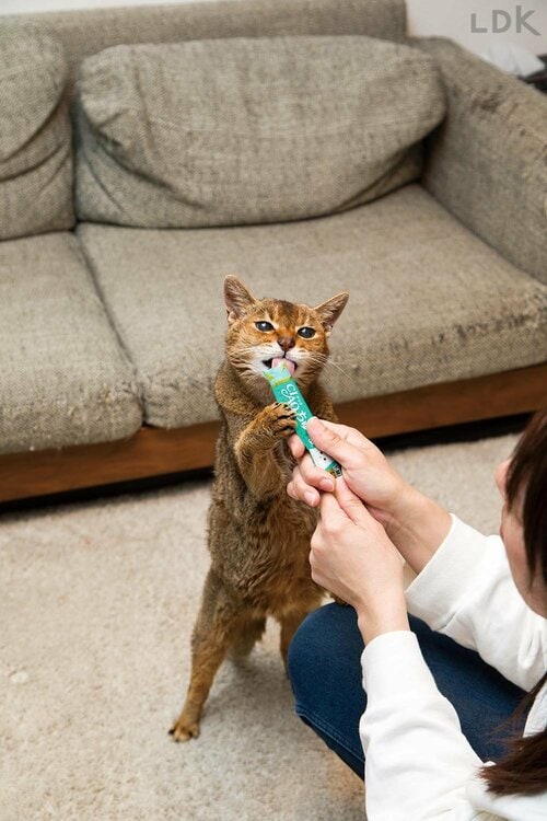 ストレスで主食のフードを食べないときに重宝する 猫の防災グッズおすすめ イメージ3