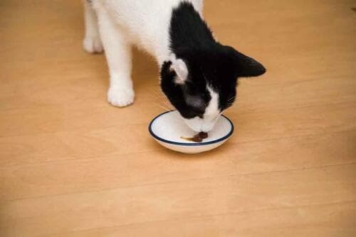 星3.5以上の実力は？ アマゾンで評判の猫グッズを徹底検証！ イメージ