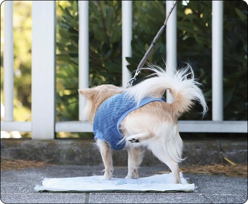 散歩時はペットシーツも持っていきたい！ 犬用給水ボトルおすすめ イメージ
