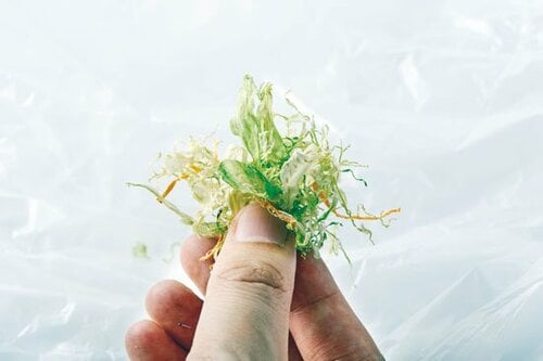 野菜はとにかくカサが激減重量が1/6になりました イメージ5