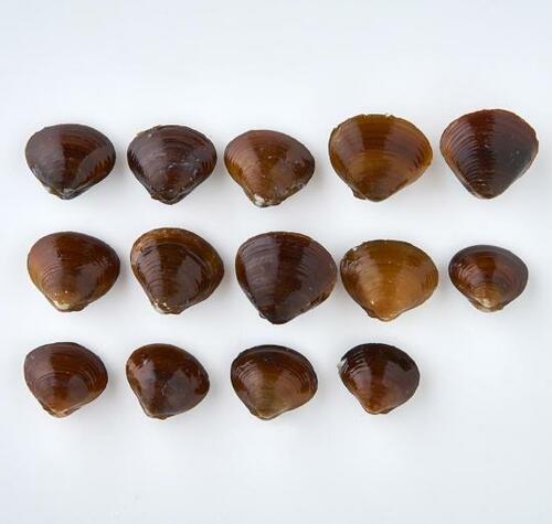 北野エース「しじみ汁」|しじみのうま味が上品な仕上がり イメージ4