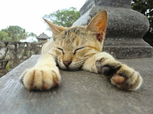 【Q5】外のネコに触っても大丈夫？ イメージ