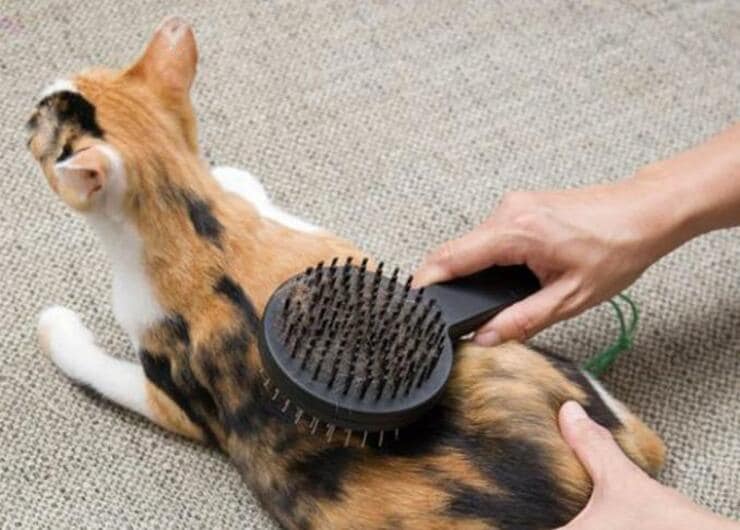 IKEAの猫用ブラシがコスパ高！ 高機能かつオシャレでおすすめ | プロが検証