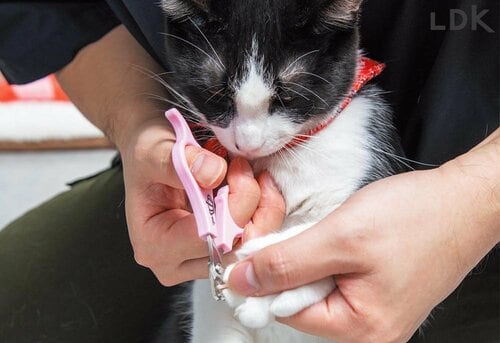 切れ味も扱いやすさも文句ナシ! 猫用爪切りおすすめ イメージ4
