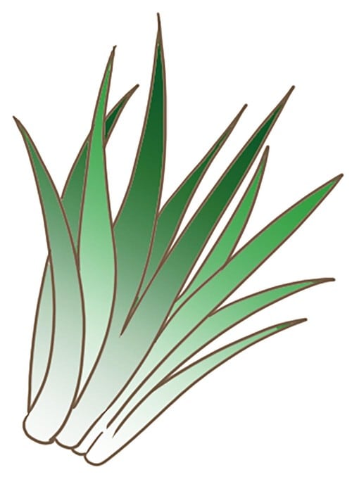 大麦若葉 青汁おすすめ イメージ