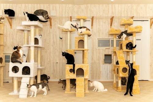 検証に協力いただいた猫カフェ譲渡型猫カフェ「にゃんくる」 イメージ