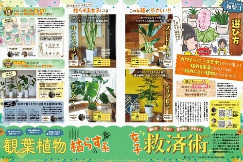枯れにくい観葉植物選びと育て方をレクチャー 観葉植物おすすめ イメージ