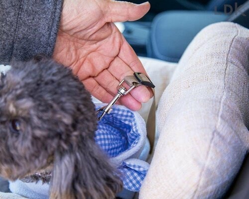 付属のリードが短すぎ 犬用ドライブボックスおすすめ イメージ