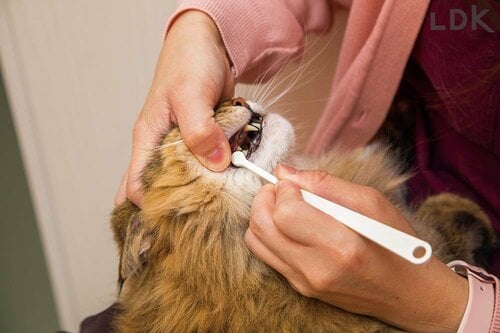 猫用歯磨き粉とは? 猫用歯磨き粉おすすめ イメージ
