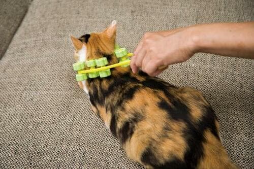 C評価: 4種がセットになった猫の友社「コロコロネコ」 イメージ9