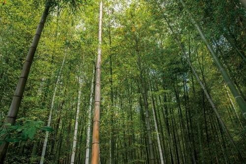 AF専用センサーが一眼レフの強み！ イメージ3