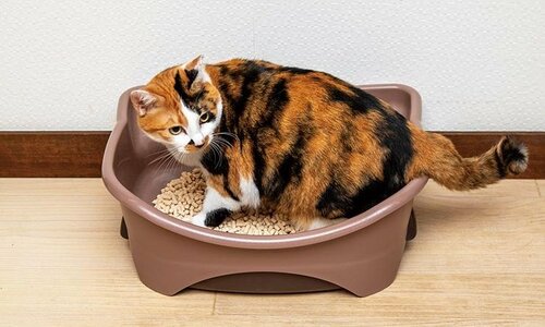 かわいいフォルムと小ささが特徴 猫用トイレおすすめ イメージ