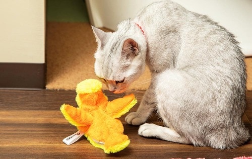 ネコが関心を持たない動き方 猫用おもちゃおすすめ イメージ
