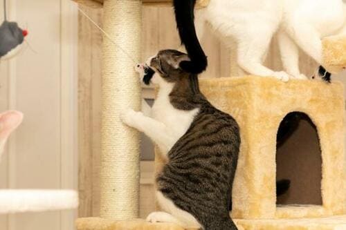 楽しめる工夫が盛りだくさん！コスパ最強のマックスシェアー イメージ3