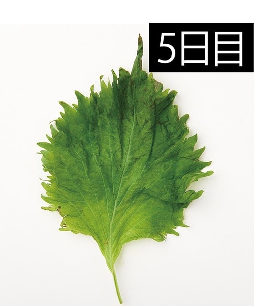 大葉がもっとも変色した キッチン用ポリ袋おすすめ イメージ