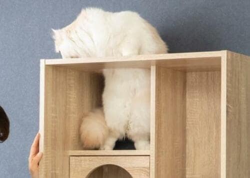 ネコ派必見！猫と本の共存が実現 イメージ2