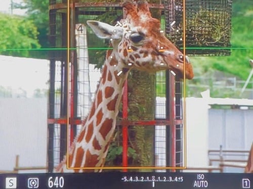 動物や人物の頭部や胴体認識ができない イメージ
