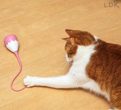 猫用電動おもちゃの検証方法は？ 猫用おもちゃおすすめ イメージ