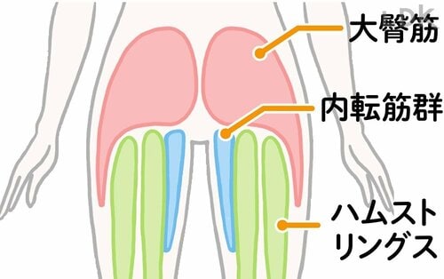 これで解決:股関節をやわらかくするのが太もも痩せの近道! ズボラストレッチおすすめ イメージ