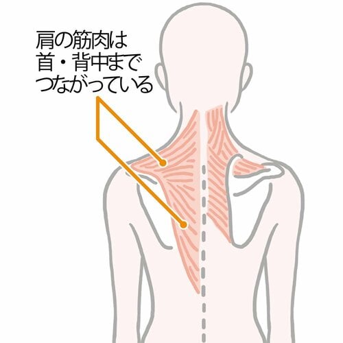 →首や肩だけではなく背中の筋肉まで広く動かしましょう! ズボラストレッチおすすめ イメージ