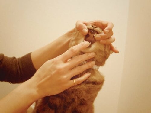 【Q9】スムーズに投薬するコツはあるの？ イメージ2