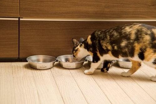 ネコはフードの味より香りを重視 猫用ドライフードおすすめ イメージ
