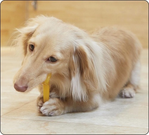 タイプ3：噛むおもちゃ 犬用おもちゃおすすめ イメージ