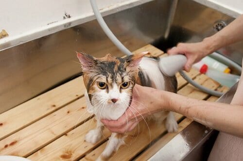 【Q5】シャンプーする時のポイントやコツはあるの？ イメージ4