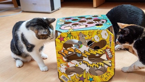 ネコのテンションはさほど上がらない 猫用おもちゃおすすめ イメージ