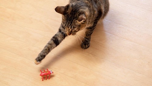 本物の寿司ネタでないと食いつかないご様子 猫用おもちゃおすすめ イメージ