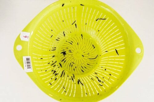 C評価: 100均セリアのシンプルなザルはひじきがびっしり詰まります ザルおすすめ イメージ3