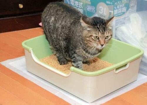 ネコに人気の「ニャンとも清潔トイレ 成猫用スタートセット」