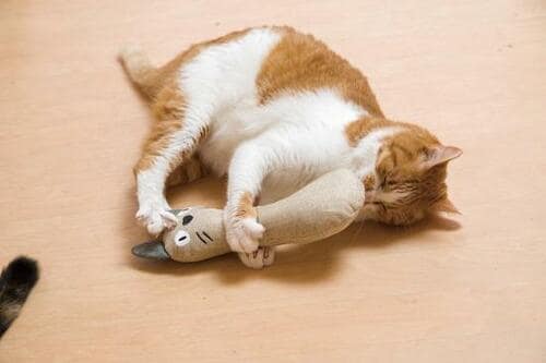 カインズ「ケリぐるみ 猫」2