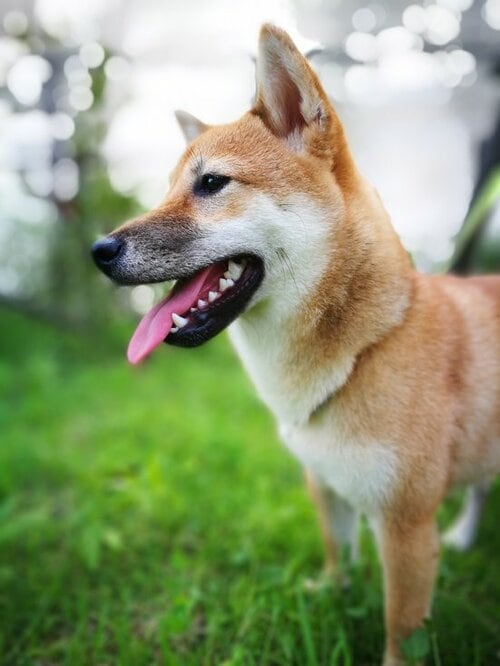 美しい丸ボケも自由自在