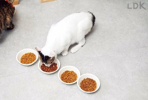 テスト1:おいしさ(50点満点) 猫用ドライフードおすすめ イメージ