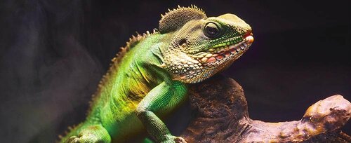 TVS REGZA「Z875Rシリーズ」 miniLEDテレビおすすめ イメージ