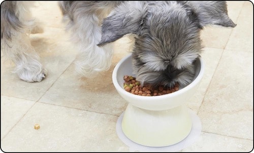 すり鉢状になっていてフードが中央に集まりやすい 犬用食器おすすめ イメージ