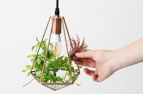 天井からグリーンの存在感！ LED対応テラリウム イメージ2