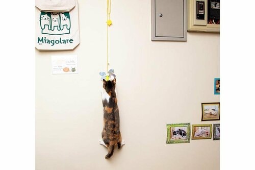 時間が経つとネコの関心が低下 猫用おもちゃおすすめ イメージ