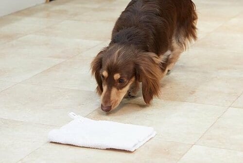 近寄ろうとしない犬もいた 犬のしつけ用スプレーおすすめ イメージ